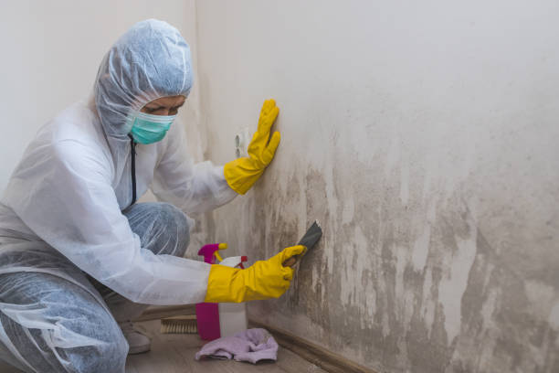 Best Basement Mold Removal  in , TX