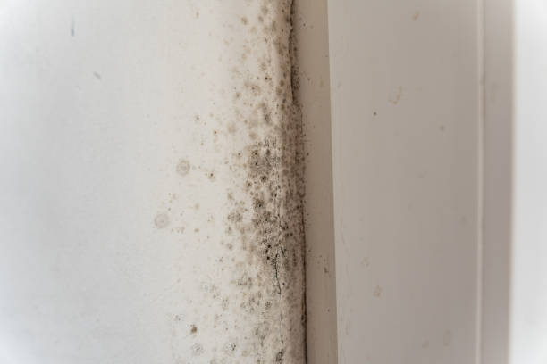 Best Emergency Mold Remediation  in , TX